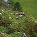 Foto vom ersten Besteigungsversuch am 29./30.6.2013:<br /><br />Streikede Kühe - "Heute gibt's keine Milch - MUHH"