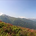 Blick über Alpenrosen zum Gilfert