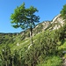 Das Möselkar ist ein unerwartet schönes, sicher nicht überlaufenes Fleckchen im Estergebirge. Der Steig quert am oberen Rand und erreicht schließlich die Grathöhe im Hintergund des Bildes.