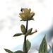 Getüpfelter Enzian (Gentiana punctata) mit Besuch
