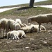 <b>Il pascolo è caratterizzato dalla massiccia presenza di cannoni e lance per la produzione di neve, da impianti di risalita e da qualche gregge di pecore della razza Tiroler Bergschaf (Pecora Alpina Tirolese). </b>