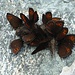 Schmetterlinge an einem Luchs- oder Fuchskot