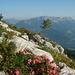 Alpenrosenzeit - wie stimmungsvoll! Im Hintergrund der Untersberg - genau über dem Bäumchen der Berchtesgadener Hochthron (1972m), rechts der Salzburger Hochthron (1853m)