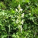 Grünliches Breitkölbchen (Platanthera chlorantha)