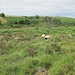 Viele Schafe weiden im Dartmoor. Die meisten sind behörnt, haben weisse Körper, aber schwarze Köpfe und ebensolche Beine. Kenne die Rasse nicht. Sie sind eher wenig schreckhaft, habe mich aber auch immer auf die feine englische Art angekündigt ;-)