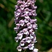 Orchidea pallida