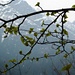 Erste Frühlingszeichen im Val d'Ambra