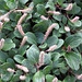 <b>Salix reticulata, individui maschili.</b>