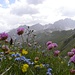 Üppige Bergflora in Abstieg von Peitlerkofel, mit Geisler Dolomiten in Hintergrund.
