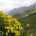 Gelben Blumenstrauß ubers grüne Campilltal(Val Longiaru).