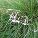 Silene nutans. Caryophyllaceae.<br /><br />Silene ciondola, Silene pendula.<br />Silène penché.<br />Gewoenliches Nickendes Leimkraut.<br />