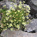 Saxifraga bryoides
Saxifragaceae

Sassifraga brioide.
Saxifrage mousse.
Moosartiger Steinbrech.