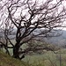 Knorriger Baum über den Felsen des Mont Terri