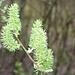 Kätzchen der Aschgrauen Weide (Salix cinerea).