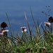 Blumen am Grat der Krähe<br /><br />Fiori in cresta della Krähe