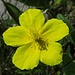 Das Gelbe Sonnenröschen (Helianthemum nummularium) macht seinem Namen alle Ehre.<br /><br />L`Helianthemum nummularium fa onore al proprio nome.