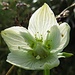 Das Sumpf-Herzblatt (Parnassia palustris), auch Studentenröschen genannt.
