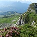 im (meist) grasigen, von vielen Alpenrosen gesäumten Aufstieg zum Tour de Famelon; gegenüber der südliche Vorgipfel