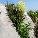 auch die hübsche Straussblütige Glockenblume findet in der Felsritze Lebensraum