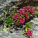 Rododendri sulla roccia