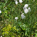 Schmalblättriges Wollgras (Eriophorum angustifolium)