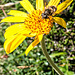 Arnika mit Biene (Arnica montana)
