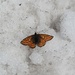 Diesen armen Schmetterling haben wir aus dem 'Eisschrank' befreit und auf einen Stein zum 'sünnele' gelegt.