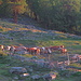 Rinder und Haflinger auf der morgendlichen Weide