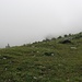 Gasterntal in grau