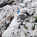 Die "Schlüsselstelle" beim Auf- bzw. Absteig zum Breithorn