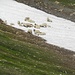 Un gregge di pecore si rinfresca in uno dei tanti nevai residui