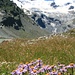 Bella fioritura di astri alpini