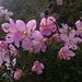 Zwerg-Alpenrose (Rhodothamnus chamaecistus), eine endemische Pflanze der Ostalpen. 