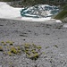 Farbtupfer vor dem eisigen See (Gelber Alpenmohn, Papaver aurantiacum)