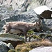 Der wollte zuerst nicht aufs Foto