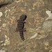 Mauergecko (Tarentola mauritanica)