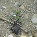 Ein - ohne Fühler - gut 5cm langer Bockkäfer (Cerambycidae)