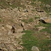 Alpenmurmeltier (Marmota marmota).<br /><br />Ein vom Menschen hier als Nahrung für die darbende Adlerpopulation künstlich angesiedeltes Neozoon. Als Ersatz für die vom Menschen an den Rand der Ausrottung gejagten Pyrenäengemse ... mit unerwarteten Folgen.<br /><br />[http://www.zeit.de/2012/21/Murmeltiere Die Zeit: Die Ansiedelung von Murmeltieren in den Pyrenäen hat unerwartete Folgen]<br /><br />