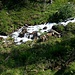 Durstiges Milchvieh