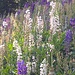 what flowers are those? Glycine?