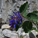 Blaues Mänderle oder Dolomiten-Ehrenpreis (Paederota bonarota), ein Endemit der Südost-Alpen