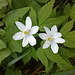 In der Schweiz ebenfalls nicht zu finden: das Dreiblatt-Windröschen (Anemone trifolia)