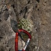 Stilleben IV: Blumen und Material am Fels