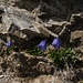 Stilleben II: Blaue Blume am Fels