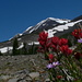 Mount Adams with Flowers