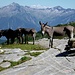 Sogar den Eseln gefällt die Alp di Stabweder