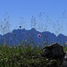 [http://f.hikr.org/files/1178954.jpg Blumen und Gräser] am Grat mit Blick ins Wetterstein.<br /><br />Fiori e erbe in cresta con vista sul [http://f.hikr.org/files/1178954.jpg Wetterstein].