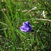 Glockenblume im Nachmittagslicht<br /><br />Campanula nella luce di pommeriggio