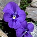 Viola speronata