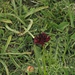 Schwarzes Männertreu (Nigritella nigra)